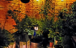 Magical Fairyland Patio, With Cat