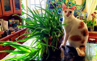 Sticker and the Giant Aloe